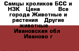 Самцы кроликов БСС и НЗК › Цена ­ 400 - Все города Животные и растения » Другие животные   . Ивановская обл.,Иваново г.